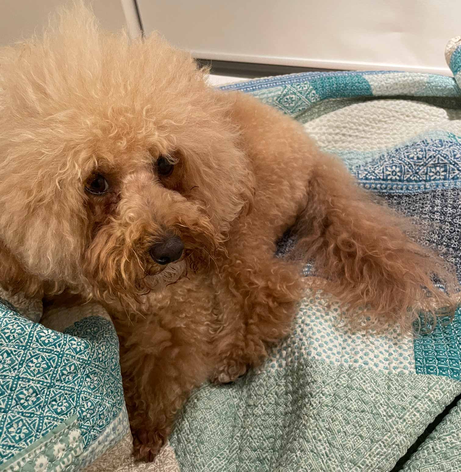Bootie after returning from overseas, badly in need of a groomer